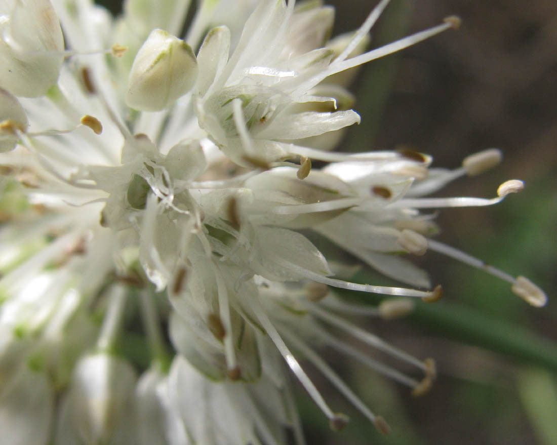 Изображение особи Allium leucocephalum.