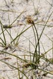 род Carex