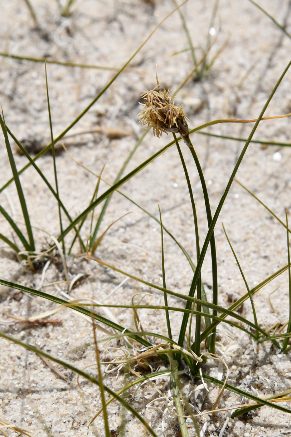 Image of genus Carex specimen.