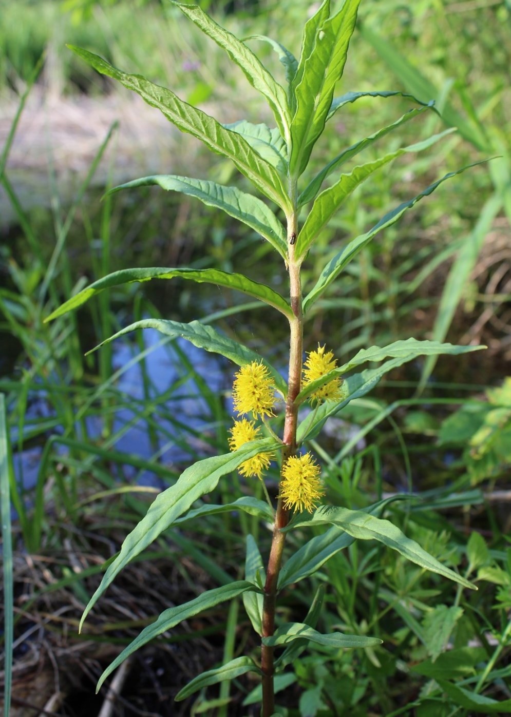 Изображение особи Naumburgia thyrsiflora.