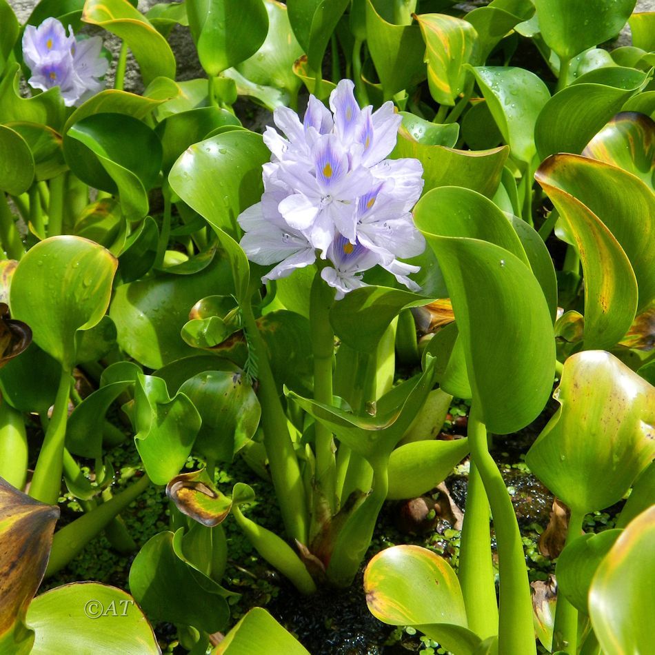 Image of Eichhornia crassipes specimen.