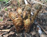 Dryopteris filix-mas