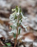 genus Corydalis