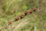 Gladiolus imbricatus. Соплодие со зрелыми вскрывшимися плодами. Беларусь, Витебская обл., окр. пос. Езерище, разнотравно-злаковый суходольный луг. 27.08.2024.