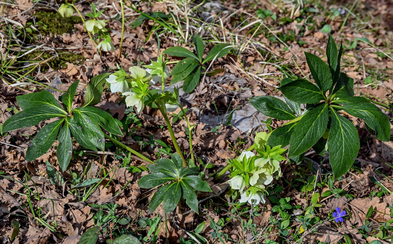 Image of Helleborus caucasicus specimen.
