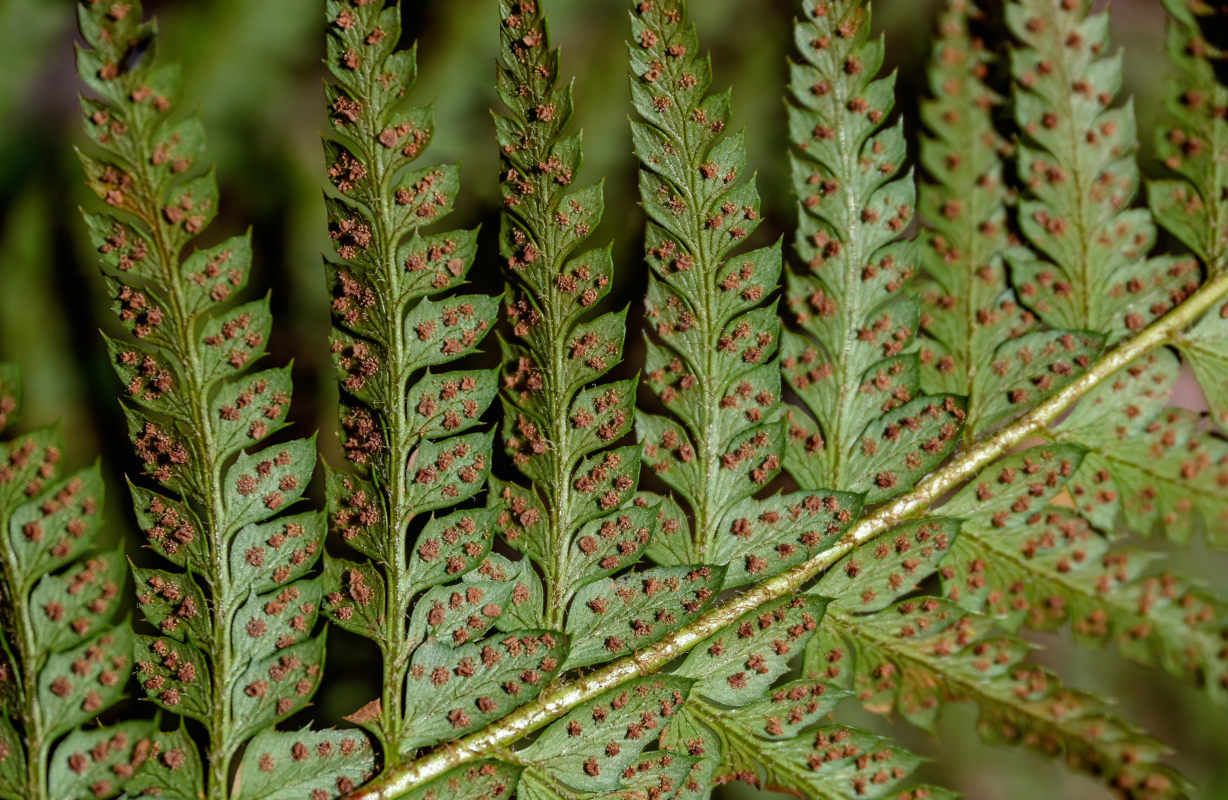 Image of Polystichum aculeatum specimen.