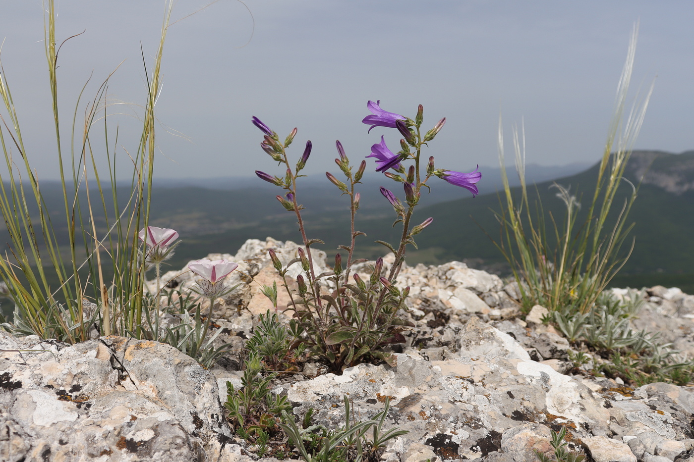 Изображение особи Campanula taurica.