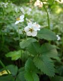 Fragaria moschata. Цветущее растение. Московская обл., г. Подольск, берег р. Пахра, под густой кроной деревьев. 04.06.2025.