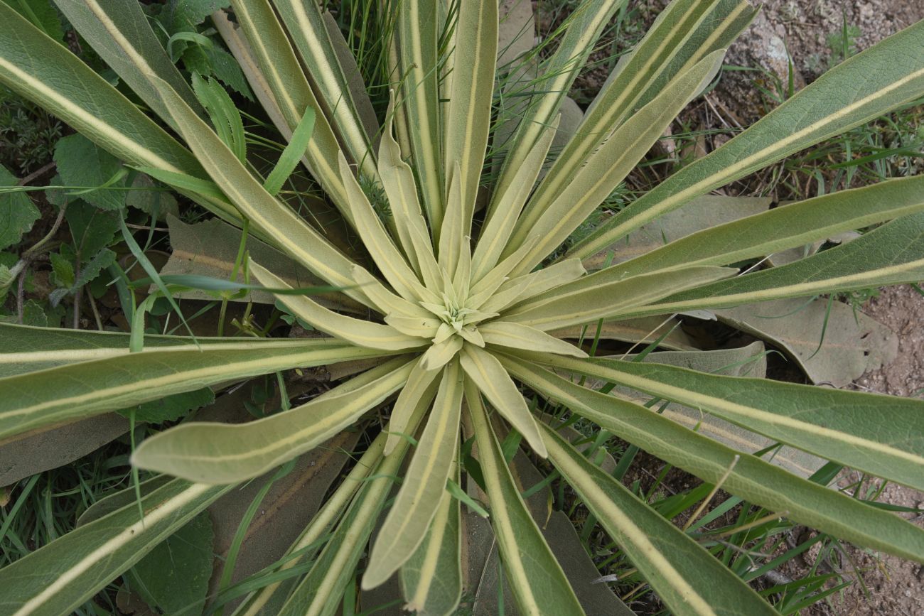 Image of genus Verbascum specimen.