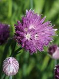 Allium schoenoprasum
