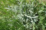 genus Cirsium