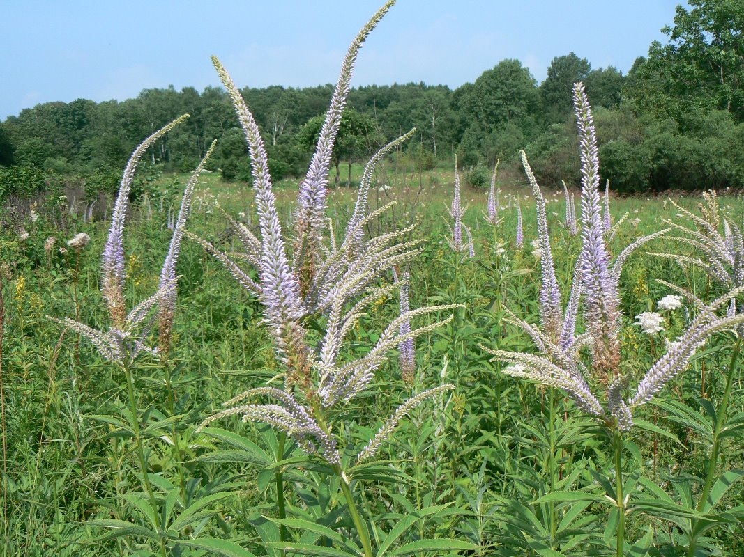 Изображение особи Veronicastrum sibiricum.