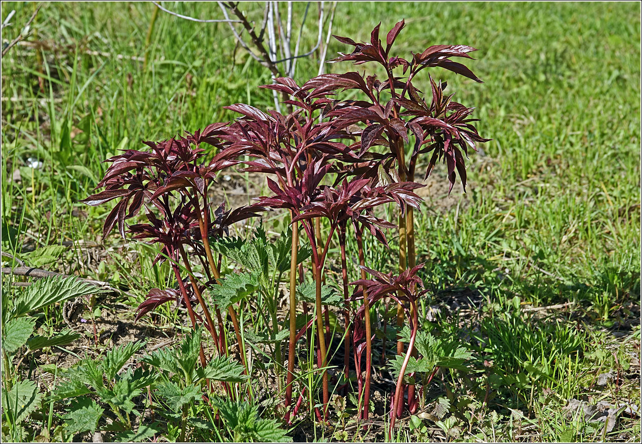 Image of Paeonia lactiflora specimen.