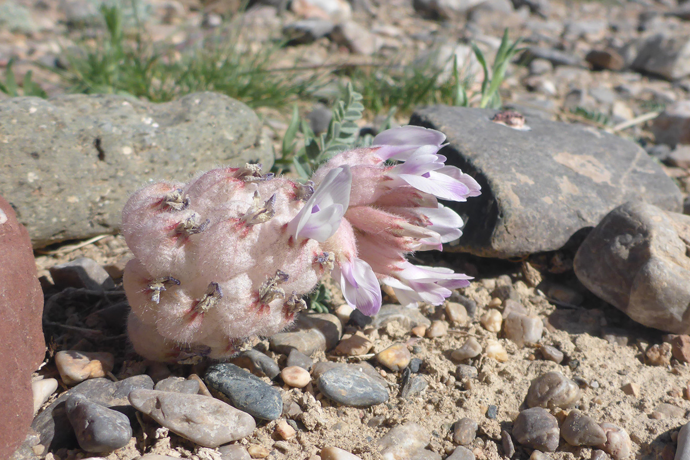 Image of Astragalus nivalis specimen.