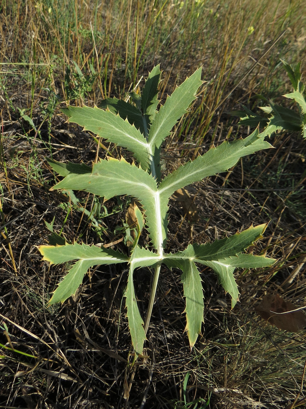 Image of Eryngium campestre specimen.