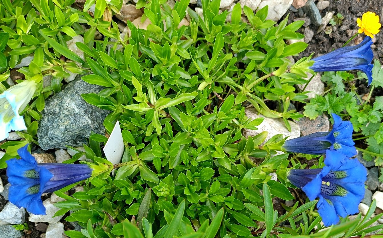 Image of Gentiana acaulis specimen.