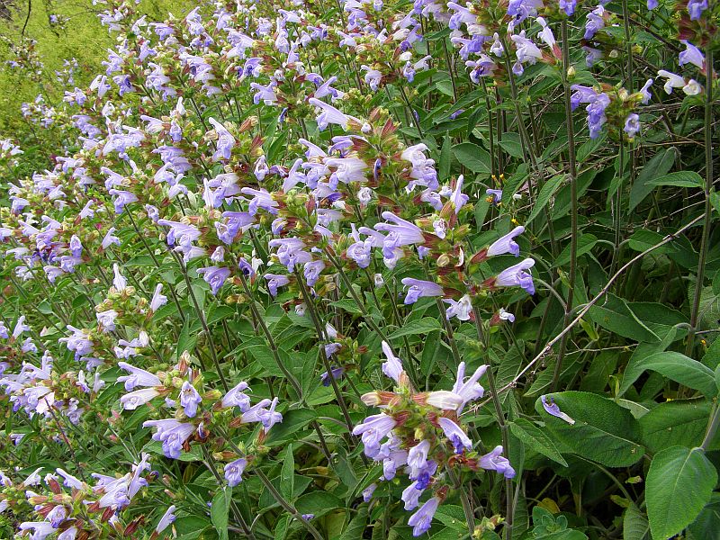 Изображение особи Salvia tomentosa.