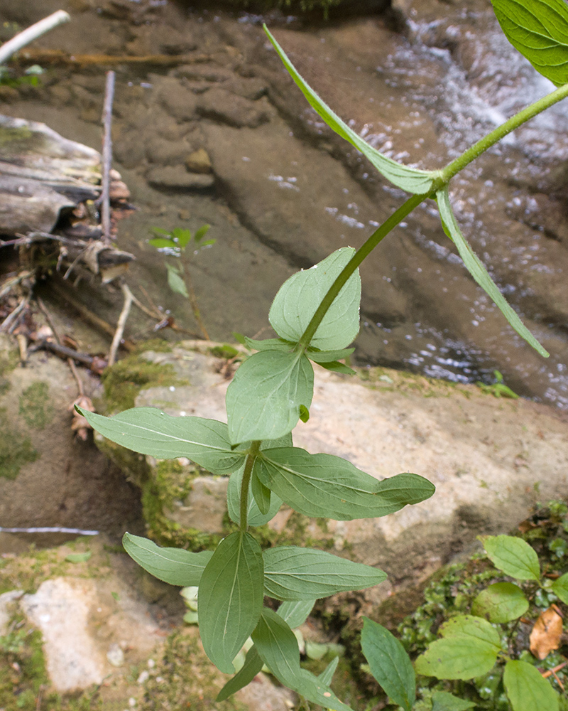 Изображение особи Hypericum hirsutum.