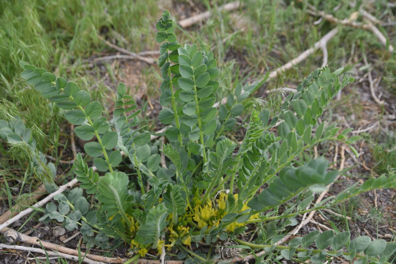 Изображение особи род Astragalus.