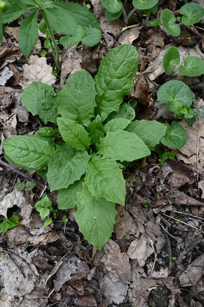 Image of genus Crepis specimen.