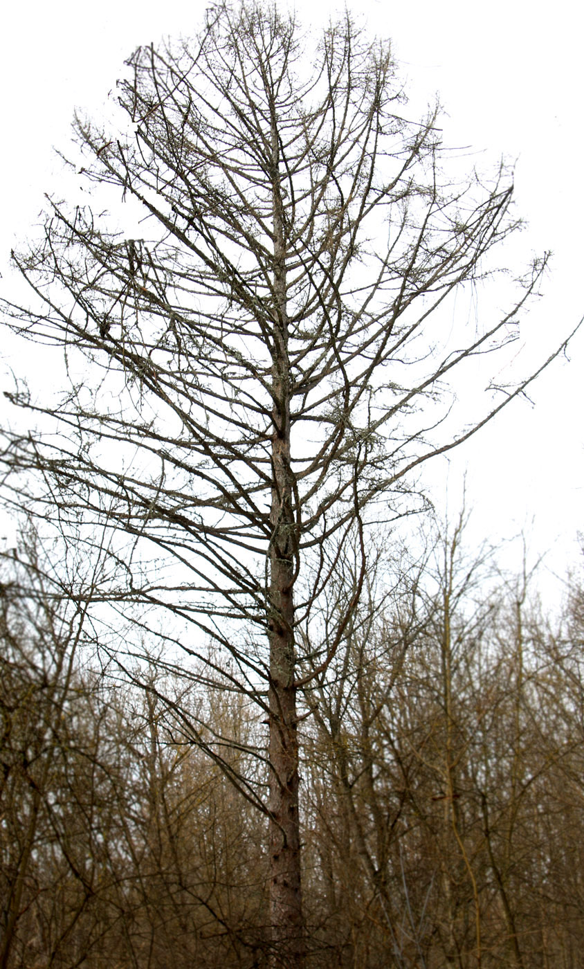 Image of Larix sibirica specimen.