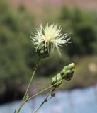 Rhaponticoides ruthenica. Верхушка цветущего растения с муравьями. Узбекистан, Ташкентская обл., Угам-Чаткальский национальный парк, Пскемский хр., берег р. Ойгаинг ок. устья ур. Аккапчигай, ок. 2400 м н.у.м. 27.06.2025.