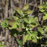 Lonicera baltica. Молодые побеги с цветками. Ленинградская обл., Гатчинский р-н, окр. пос. Пудость, заброшенный травертиновый карьер, разреженный травяной ельник. 21.05.2025.