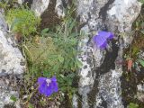 Campanula saxifraga. Цветущее растение. Кабардино-Балкария, Черекский р-н, пер. Хазнывцек, ≈ 2800 м н.у.м., в трещине известняковой скалы. 30.07.2025.