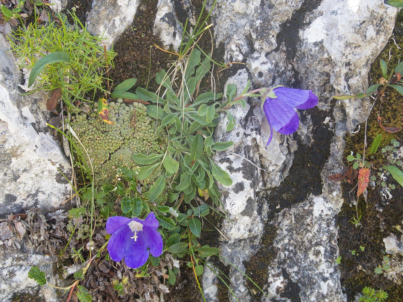 Изображение особи Campanula saxifraga.