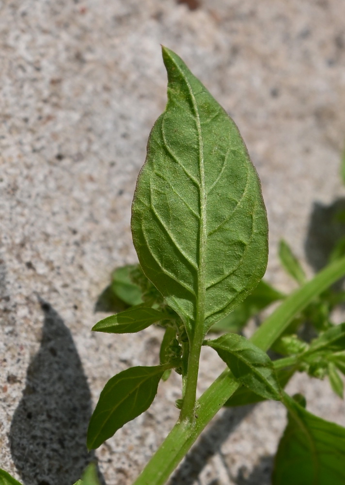 Image of Unknown species specimen.