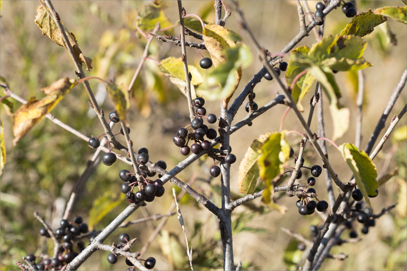 Image of Rhamnus cathartica specimen.