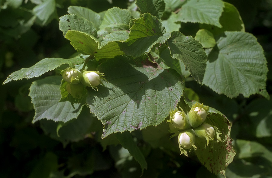 Image of Corylus avellana specimen.