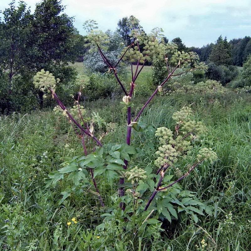 Изображение особи Archangelica officinalis.