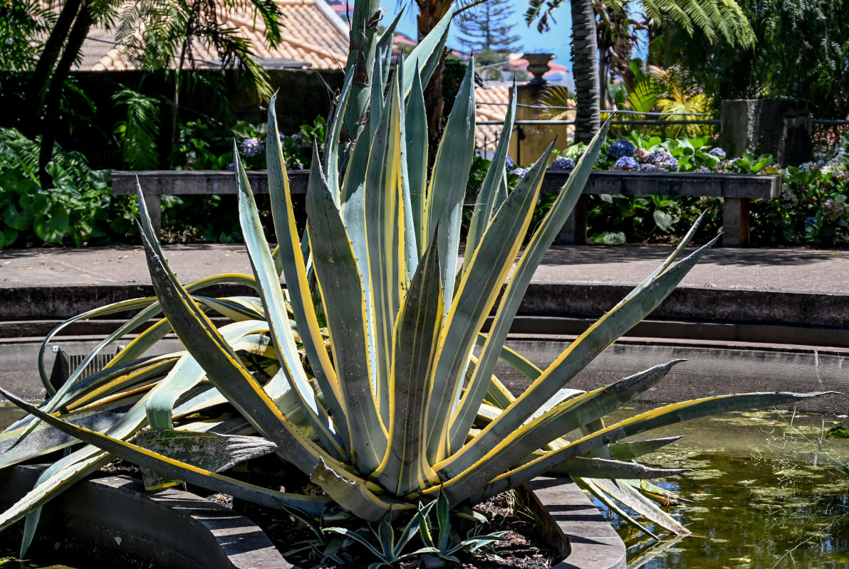 Изображение особи Agave americana var. marginata.