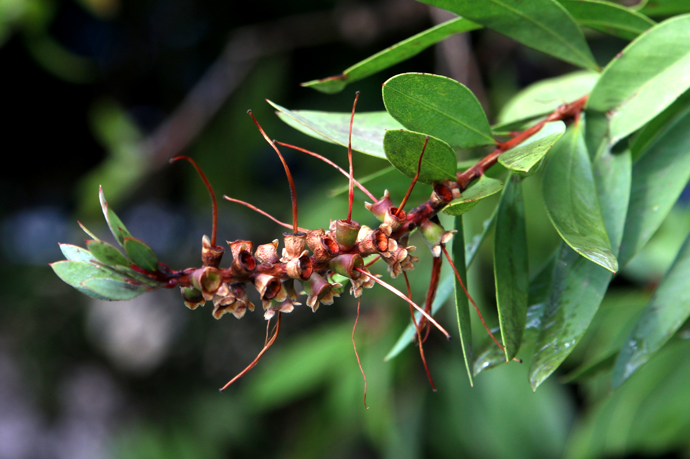 Image of Callistemon citrinus specimen.