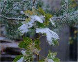 Acer platanoides. Лист, покрытый снегом. Московская обл., Раменский р-н, окр. дер. Хрипань, садовый участок. 08.10.2015.
