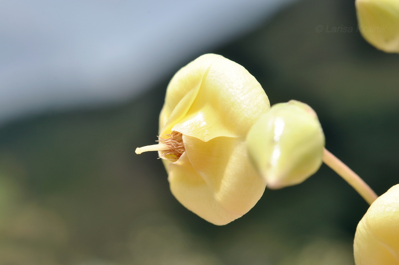 Image of Pentacme siamensis specimen.