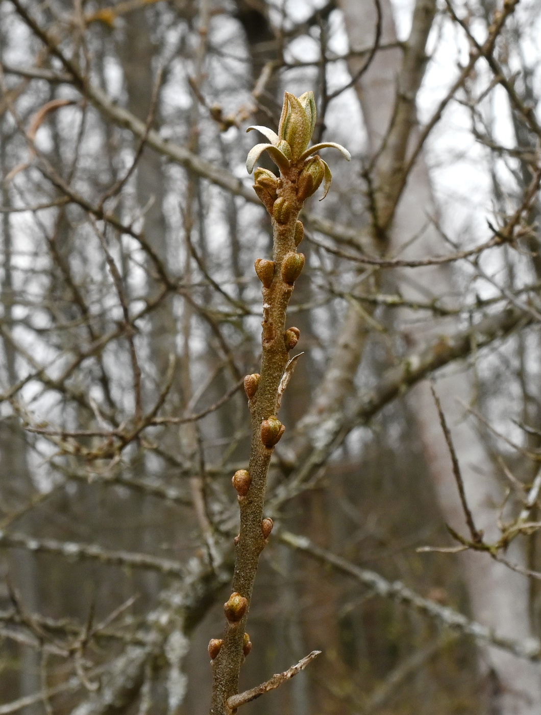 Image of Hippophae rhamnoides specimen.