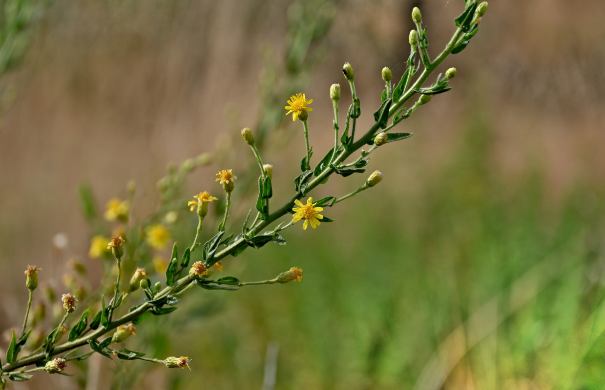 Image of Dittrichia viscosa specimen.