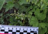 Corydalis tamarae. Верхняя часть растения с плодами. Красноярский край, Ермаковский р-н, пос. Танзыбей, в зарослях сирени. 11.05.2026.