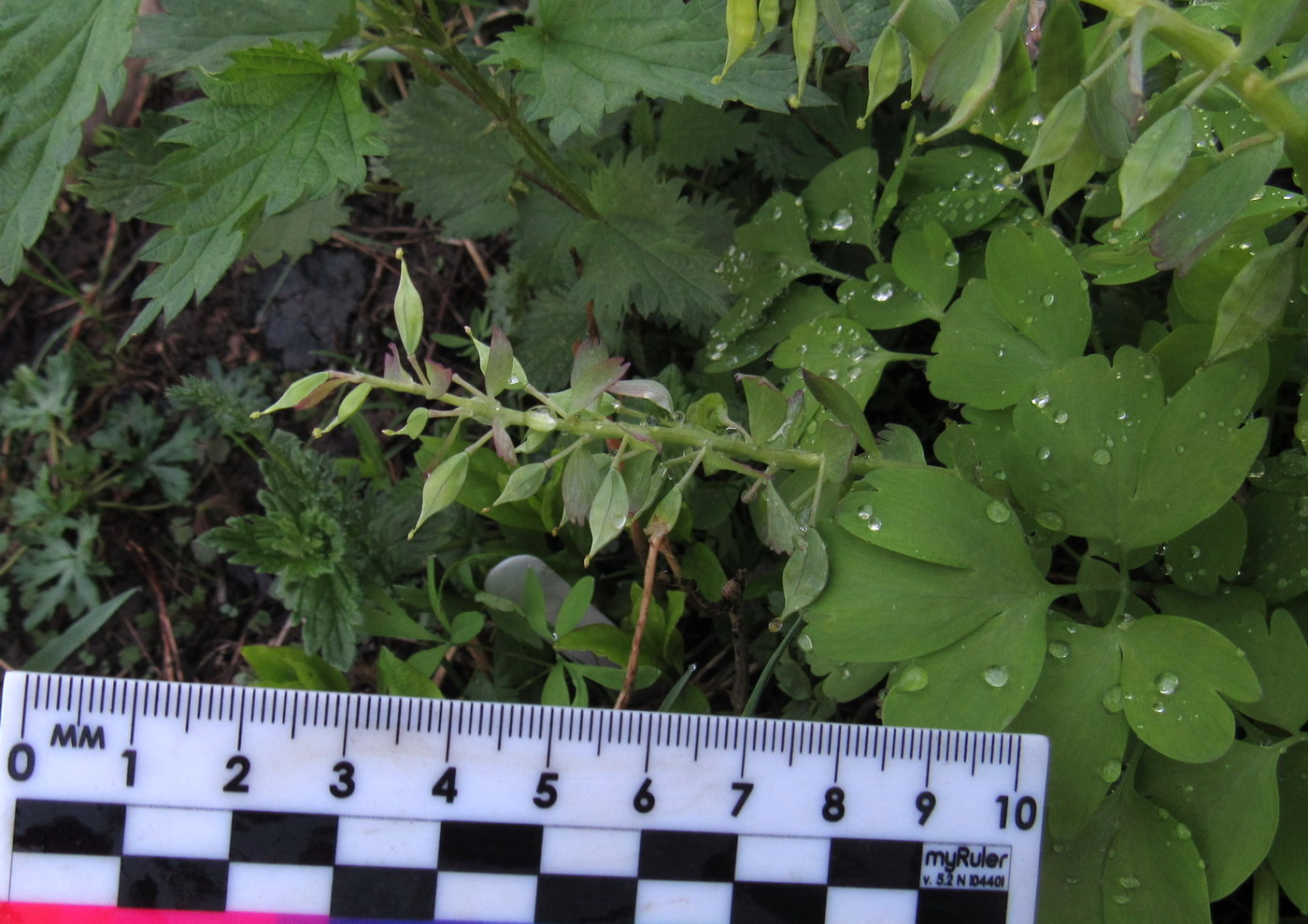Image of Corydalis tamarae specimen.