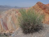 Sisymbrium isfarense. Цветущее и плодоносящее растение. Киргизия, Баткенская обл., Баткенский р-н, окр. с. Самаркандык, Туркестанский хр., горы Сары-Тоо, уроч. Мадыген, пестроцветы. 9 мая 2026 г.