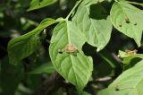 Euonymus pauciflorus. Верхушка ветви с соцветиями. Приморский край, Уссурийский гор. округ, окр. с. Монакино, поляна на небольшой сопке. 13.06.2026.