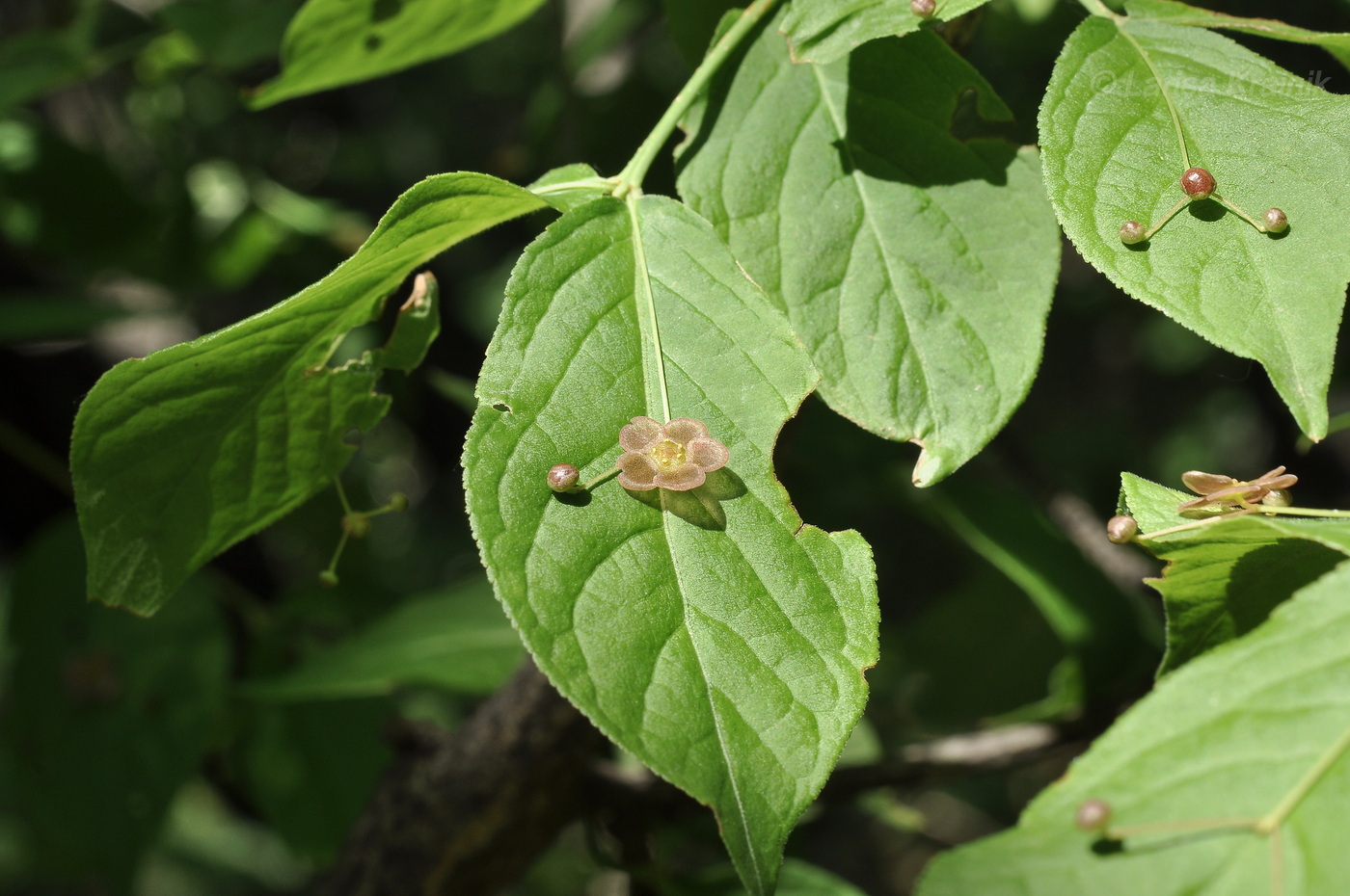 Image of Euonymus pauciflorus specimen.