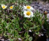 Dryas ajanensis. Цветущие растения. Хабаровский край, р-н имени Лазо, массив горы Ко, гора Столовая, выс. ≈ 1800 м н.у.м., горная тундра. 22.06.2026.