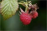 Rubus idaeus. Созревший плод и лист. Московская обл., Раменский р-н, окр. дер. Хрипань, садовый участок. 29.06.2026.