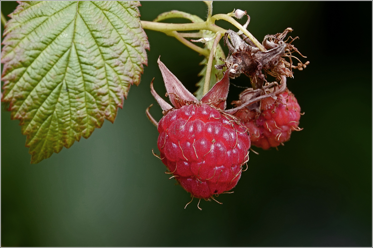 Изображение особи Rubus idaeus.
