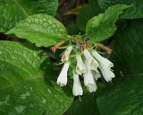 Symphytum grandiflorum. Соцветие. Краснодарский край, муниципальное образование город-курорт Сочи, Адлерский р-н, Кудепстинский сельский округ, окр. пос. Дубравный, Кудепстинский дендропарк, широколиственный лес. 05.07.2024.
