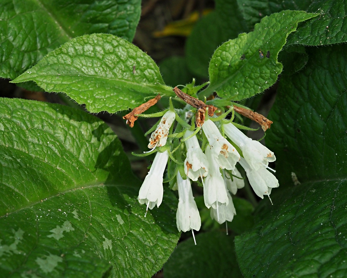 Изображение особи Symphytum grandiflorum.