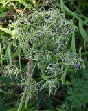 Clematis recta